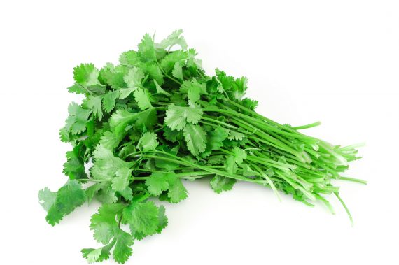 cilantro